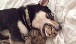 主播扎狗爆料视频大全,揭秘娱乐圈幕后真相